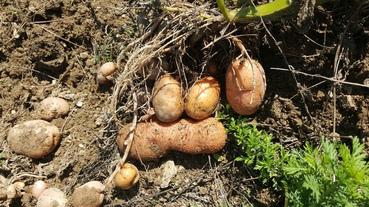 L'Orto dell'Officina, vivere la natura (1)